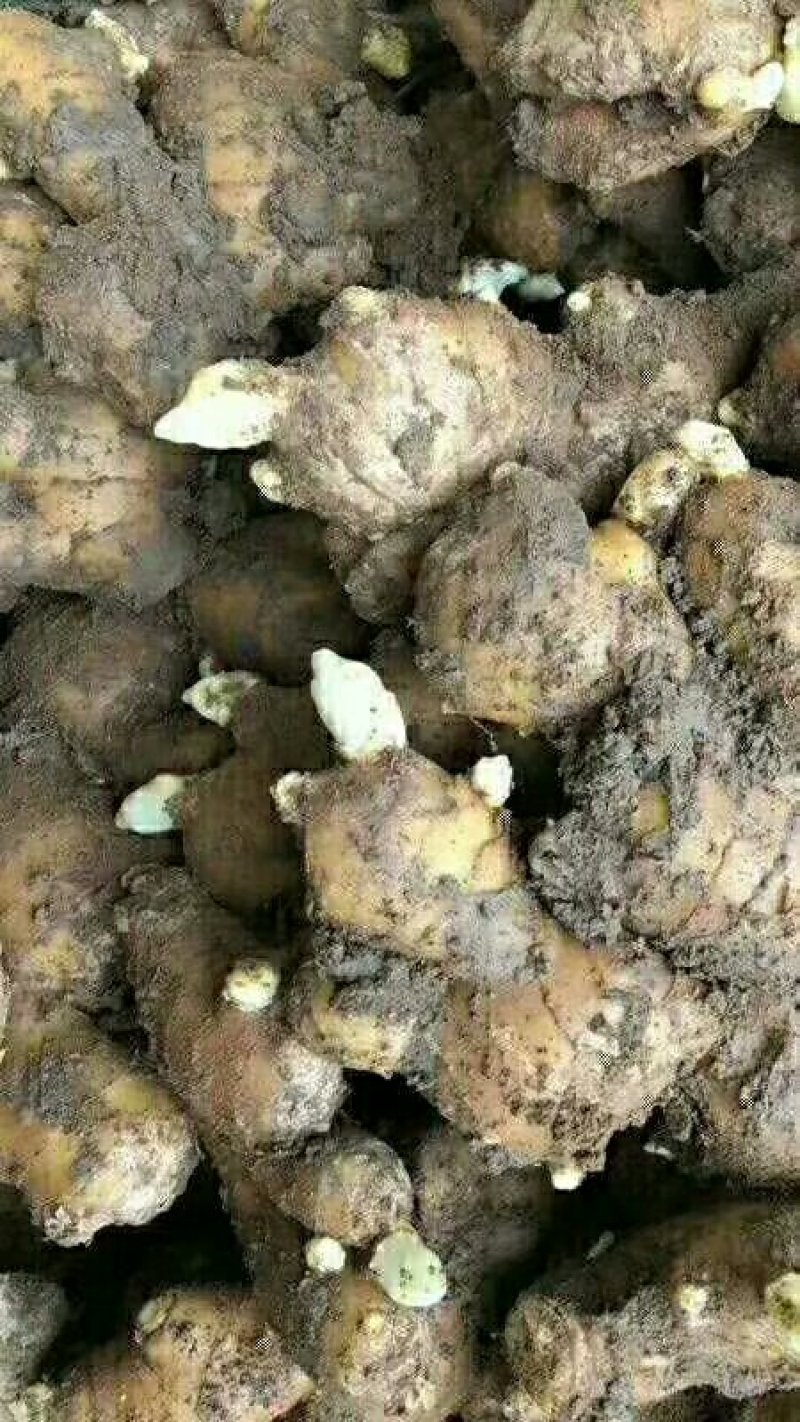 山东直销姜种，368姜种高产，提供种植技术，全国发货