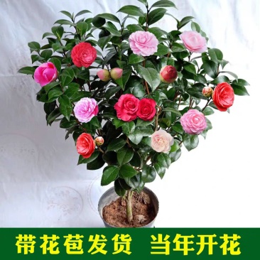 茶花盆栽五色赤丹浓香型带花苞发货带土球