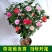 茶花盆栽五色赤丹浓香型带花苞发货带土球