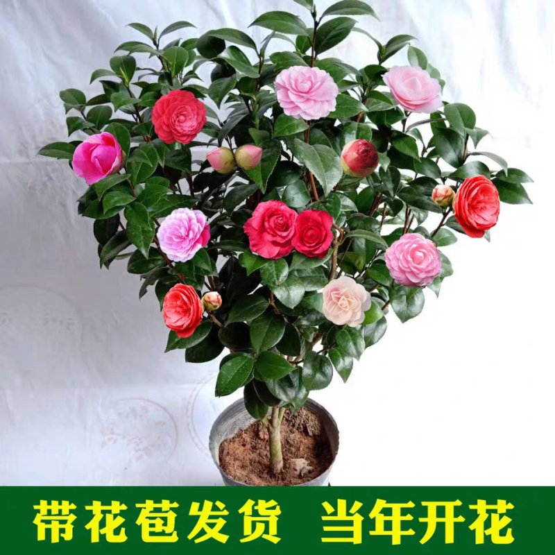 茶花盆栽五色赤丹浓香型带花苞发货带土球