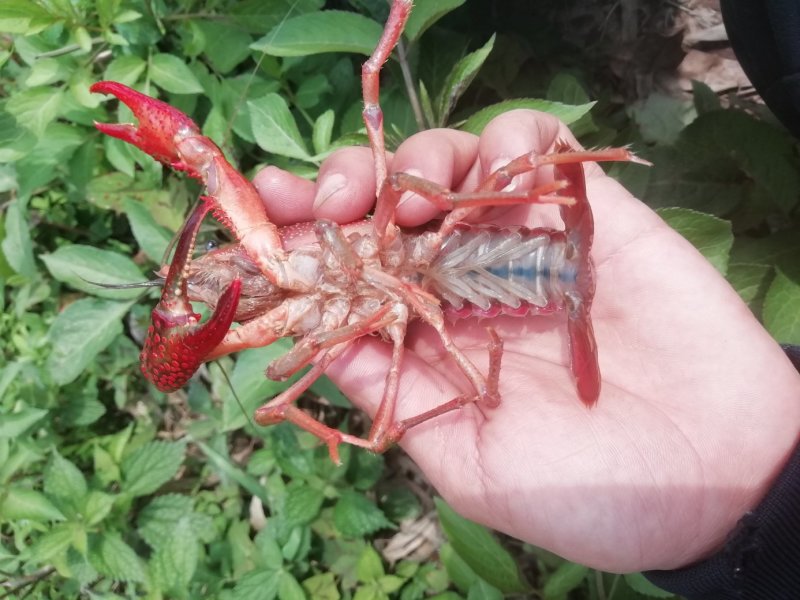 小龙虾，2-4青虾！！