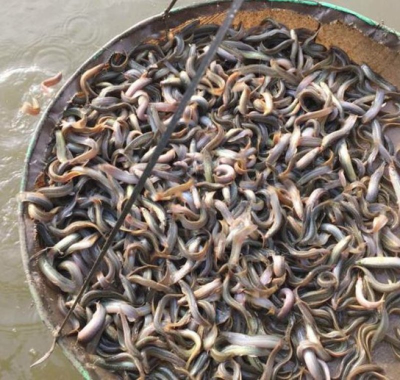 台湾泥鳅优质泥鳅鱼苗优质鱼苗台湾泥鳅优质泥鳅鱼苗