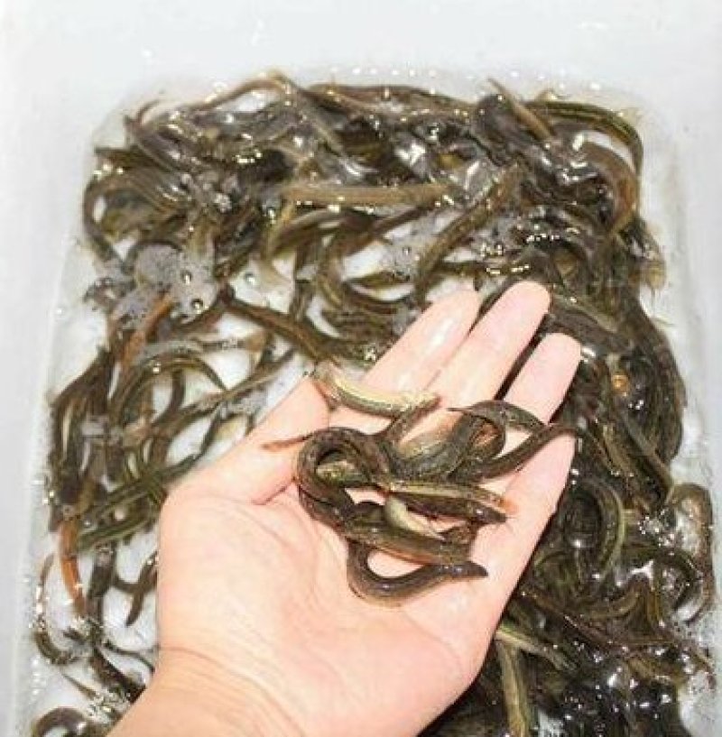 台湾泥鳅优质泥鳅鱼苗优质鱼苗台湾泥鳅优质泥鳅鱼苗