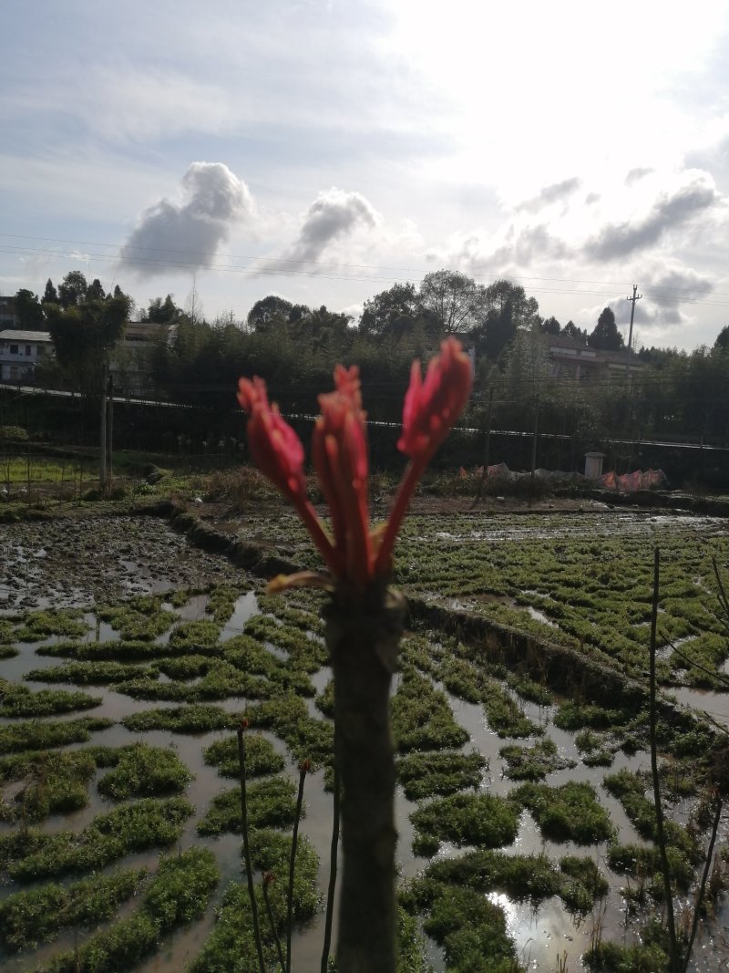 春芽，香椿芽，春天基地，产地直供，上万亩基地