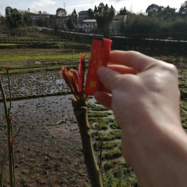 春芽，香椿芽，春天基地，产地直供，上万亩基地