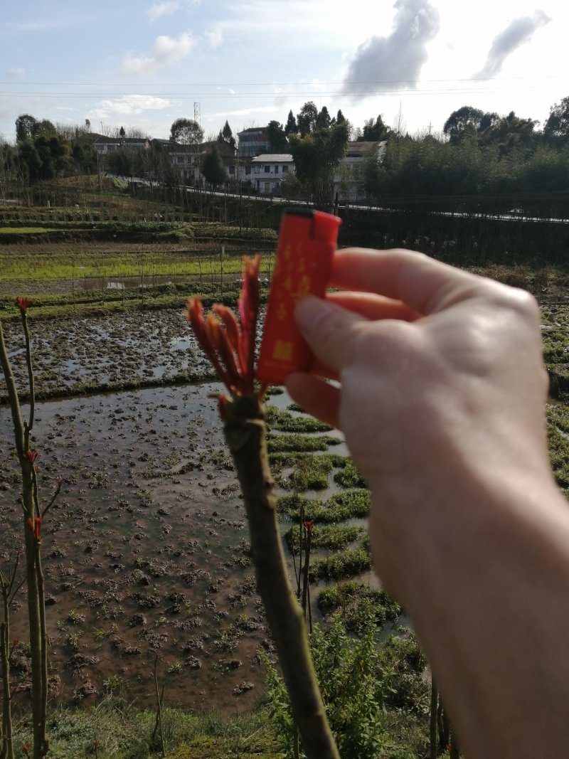 春芽，香椿芽，春天基地，产地直供，上万亩基地