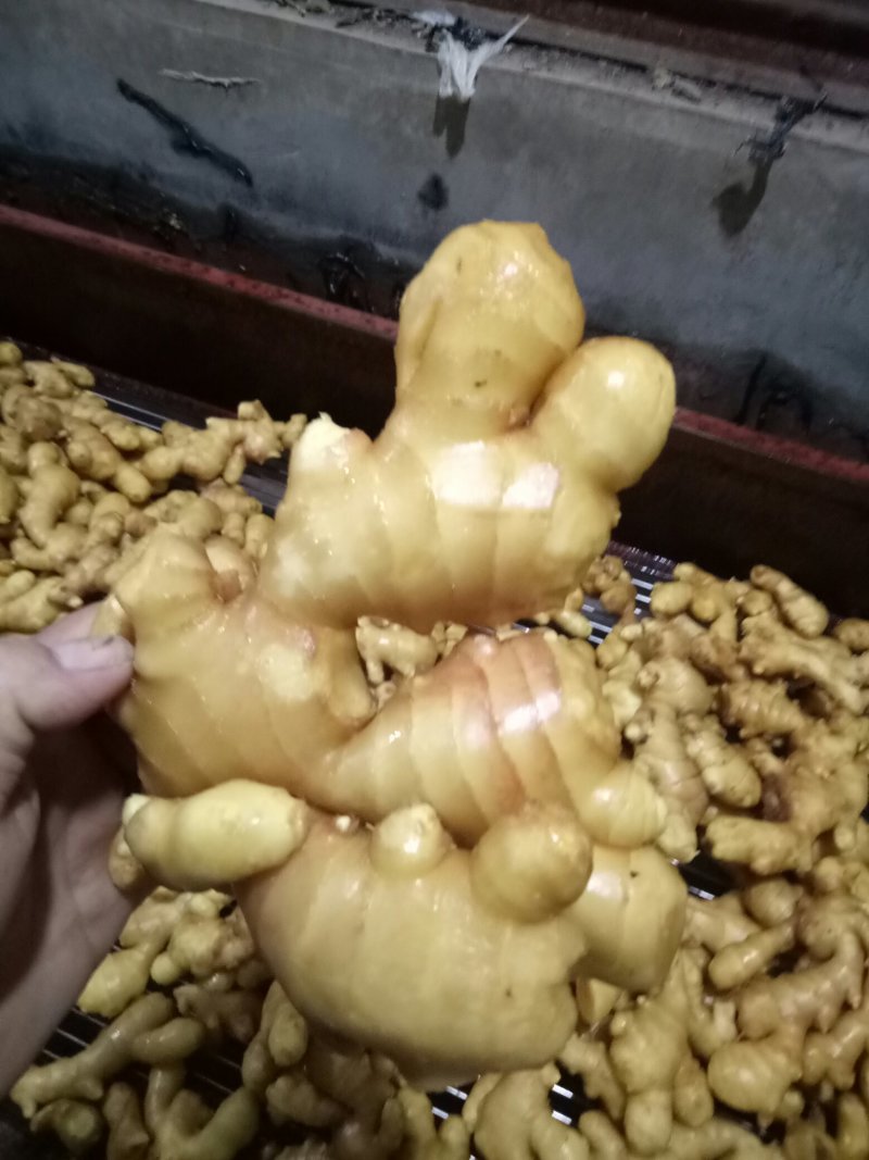 山东直销姜种，368姜种高产，提供种植技术，全国发货