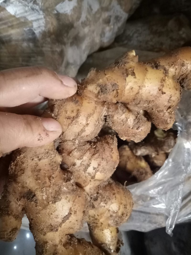 山东直销姜种，368姜种高产，提供种植技术，全国发货