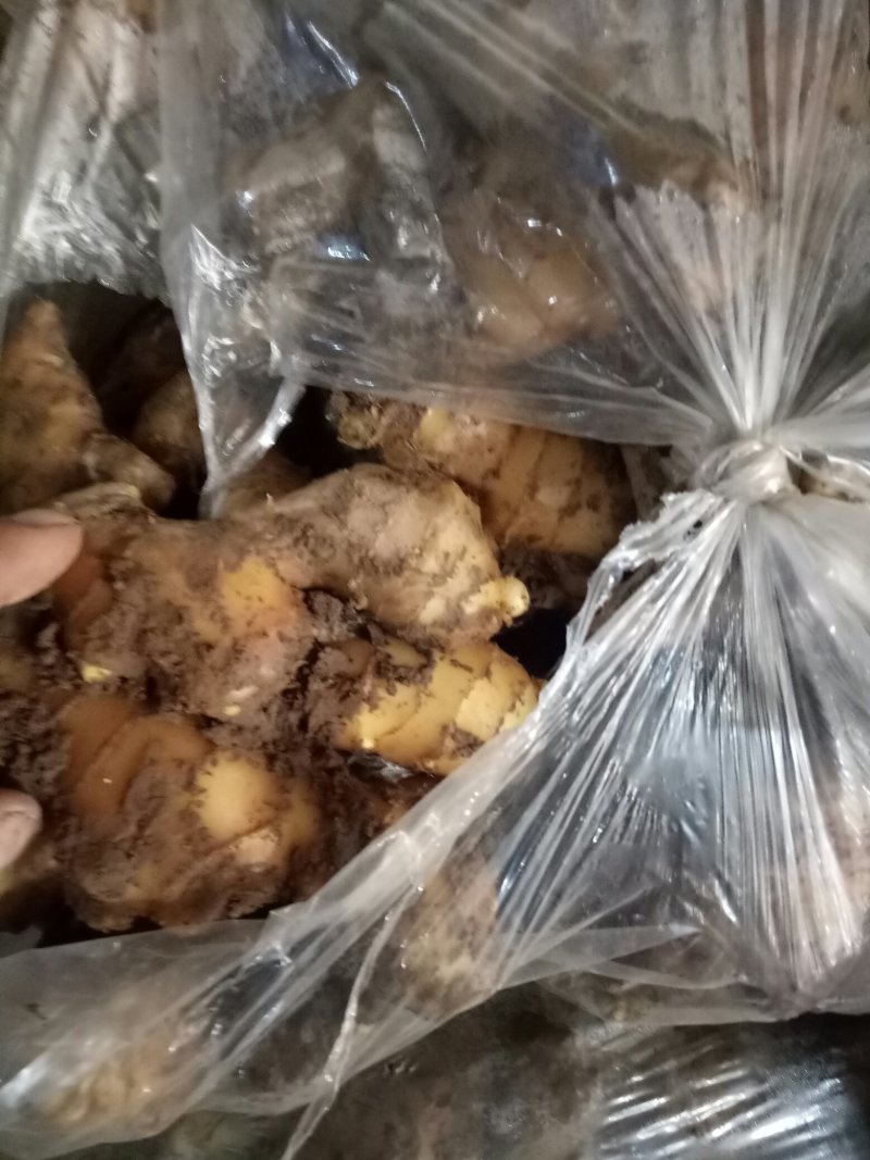 山东直销姜种，368姜种高产，提供种植技术，全国发货