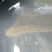 黑鱼七星鱼100%生品质有保证