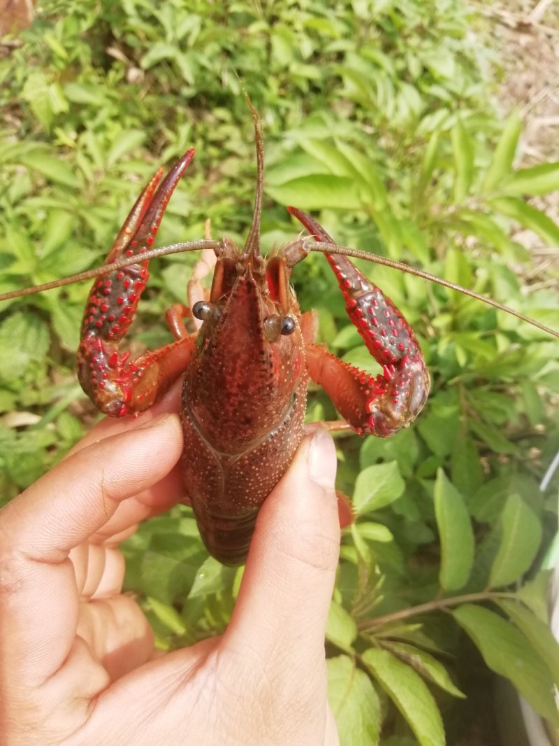 小龙虾干净，饱满，规格硬，包邮，不包中转