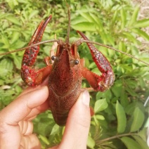 龙虾饱满，干净，规格硬，包邮，不包中转