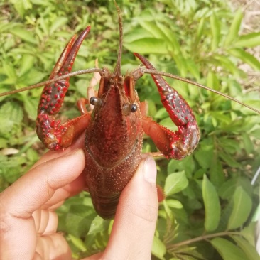 龙虾饱满，干净，规格硬，包邮，不包中转