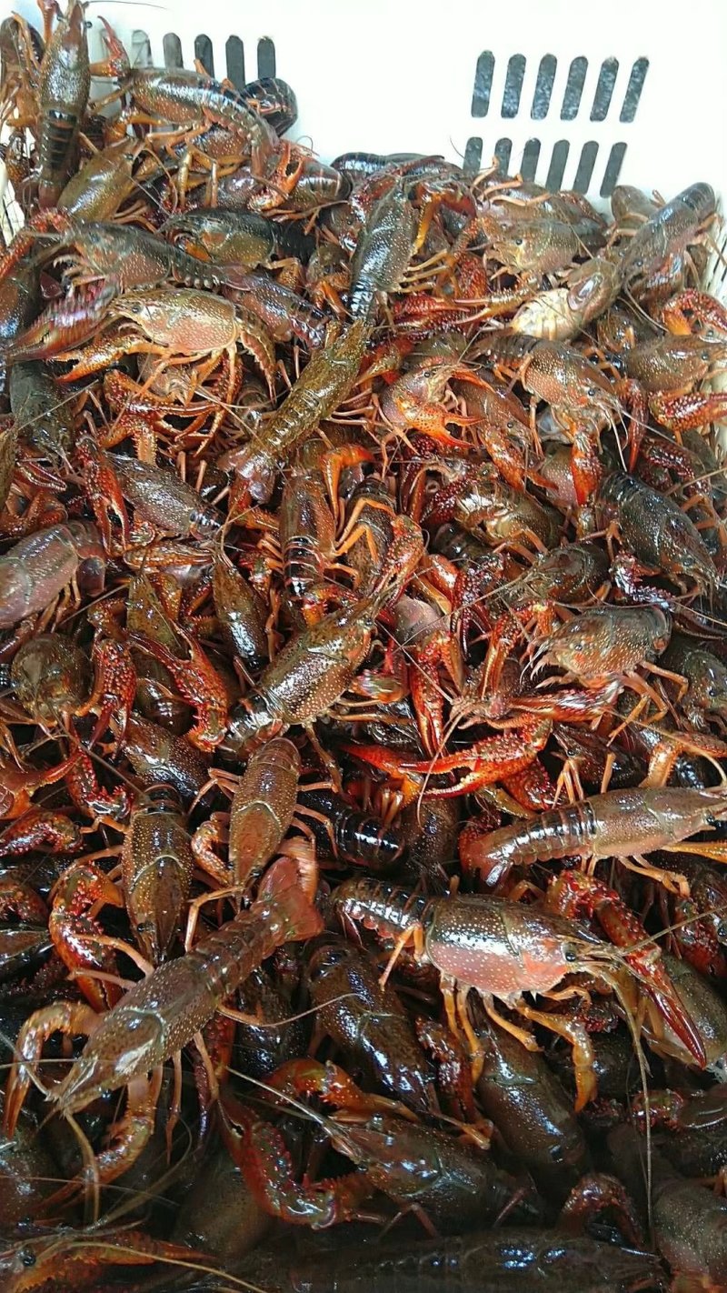 龙虾饱满，干净，规格硬，包邮，不包中转