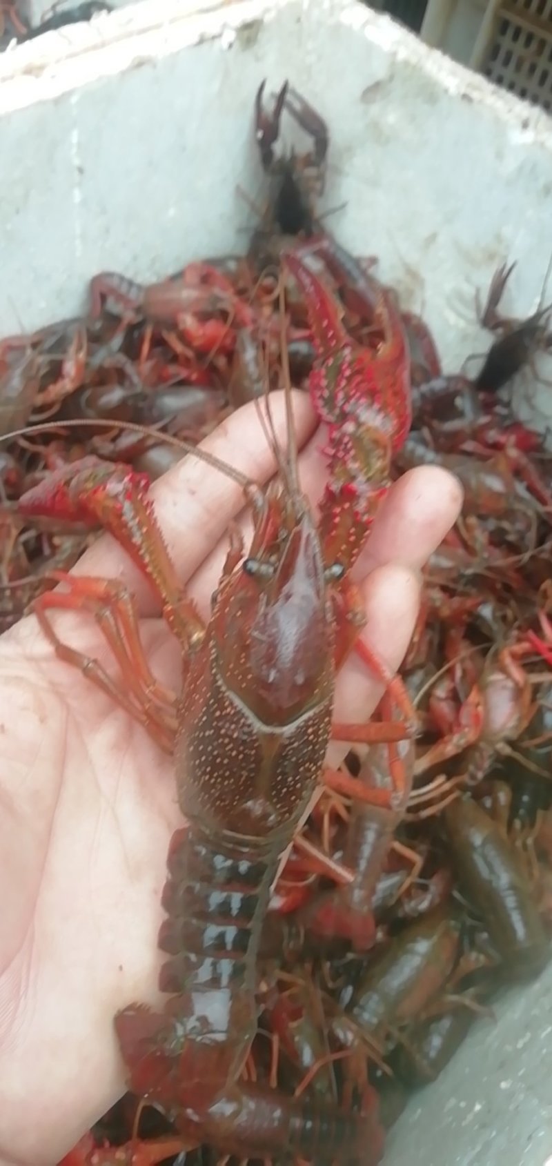 龙虾饱满，干净，规格硬，包邮，不包中转