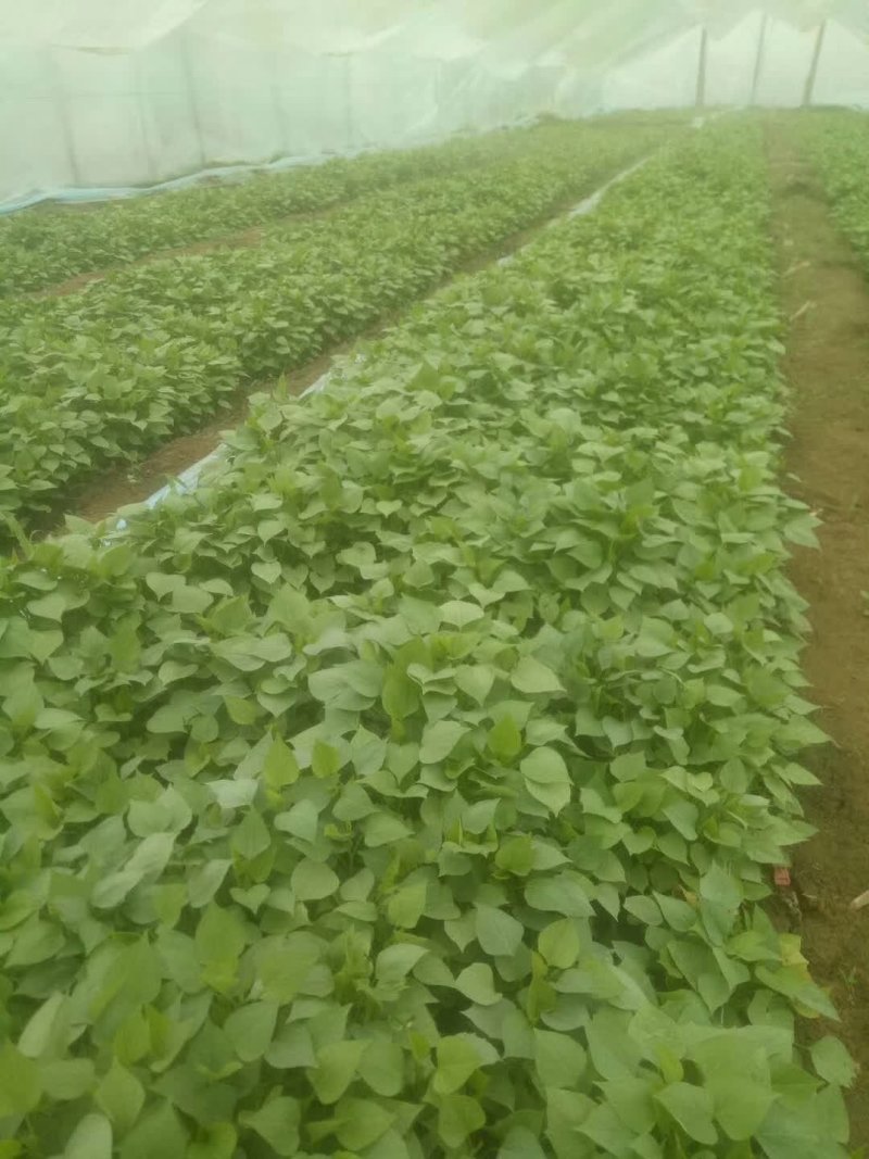 西瓜红薯苗子基地直发，大批量供货，保技术指导。