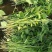 西瓜红薯苗子基地直发，大批量供货，保技术指导。