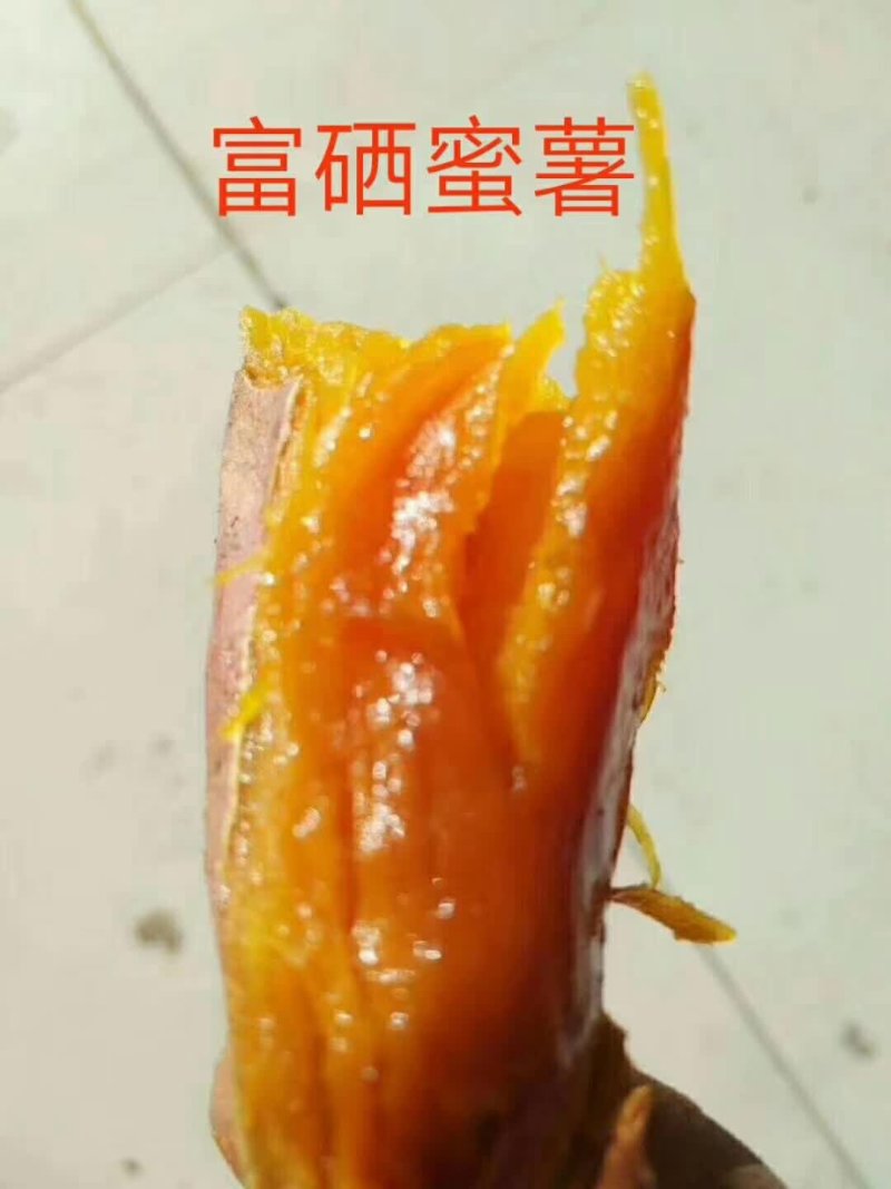 西瓜红薯苗子基地直发，大批量供货，保技术指导。