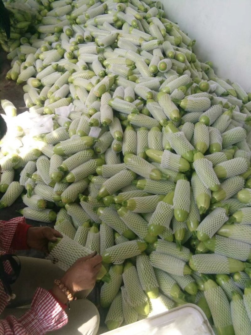 山东精品优质绿皮西葫芦皮绿发亮个头匀称