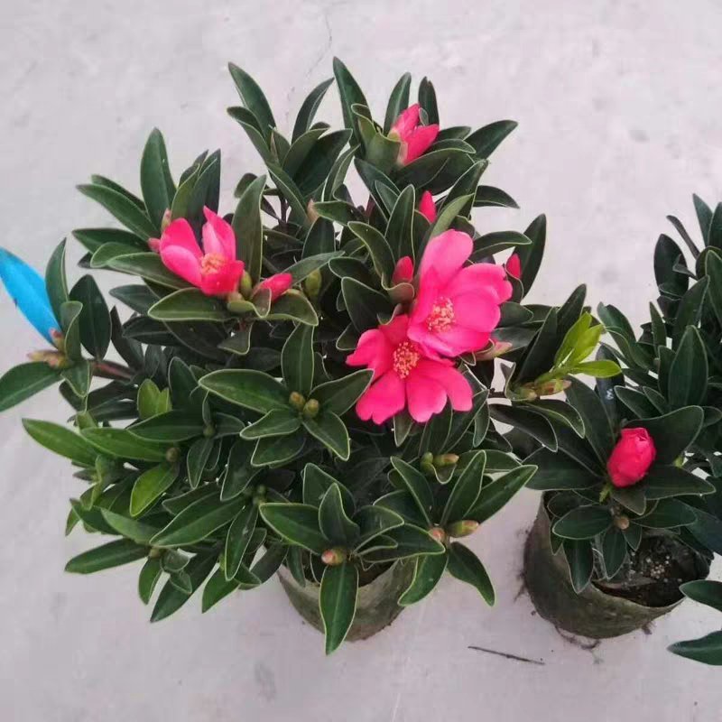 茶花四季杜鹃红山茶花盆栽带花苞室内带土球