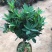 茶花四季杜鹃红山茶花盆栽带花苞室内带土球