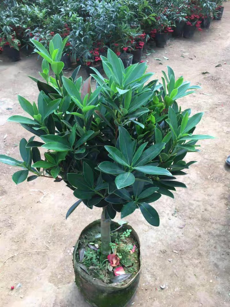 茶花四季杜鹃红山茶花盆栽带花苞室内带土球