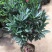 茶花四季杜鹃红山茶花盆栽带花苞室内带土球