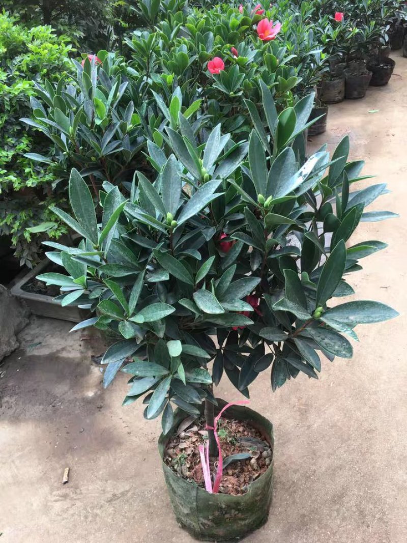 茶花四季杜鹃红山茶花盆栽带花苞室内带土球