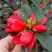 茶花四季杜鹃红山茶花盆栽带花苞室内带土球