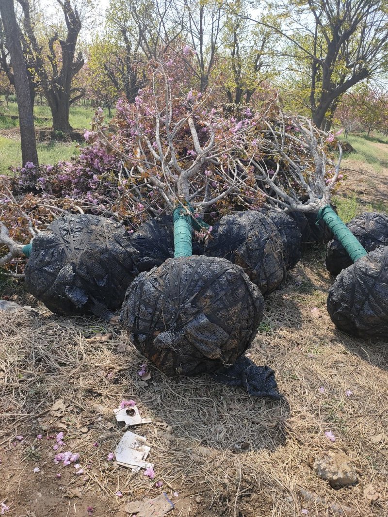 出售地径12-15-18公分樱花晚樱樱花树绿化工程