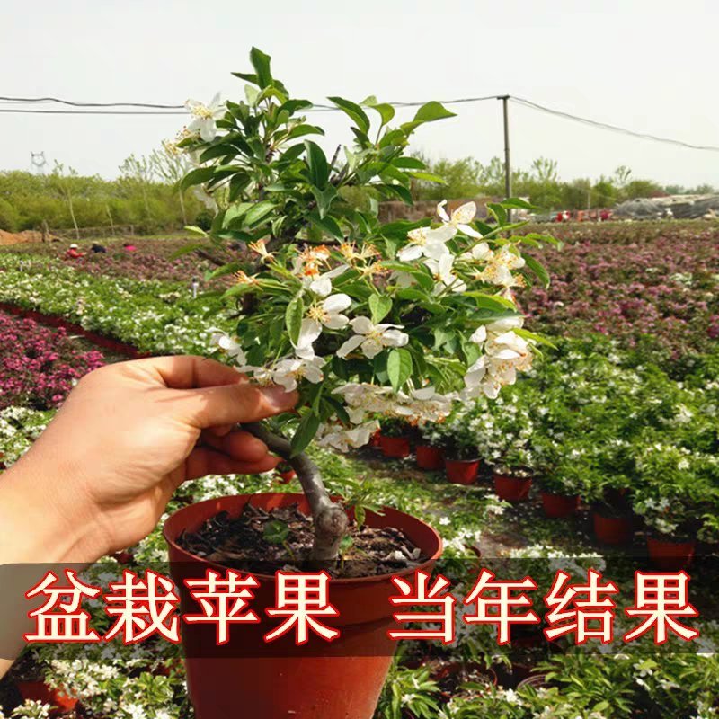 矮化盆栽苹果当年结果矮化盆栽结果苗