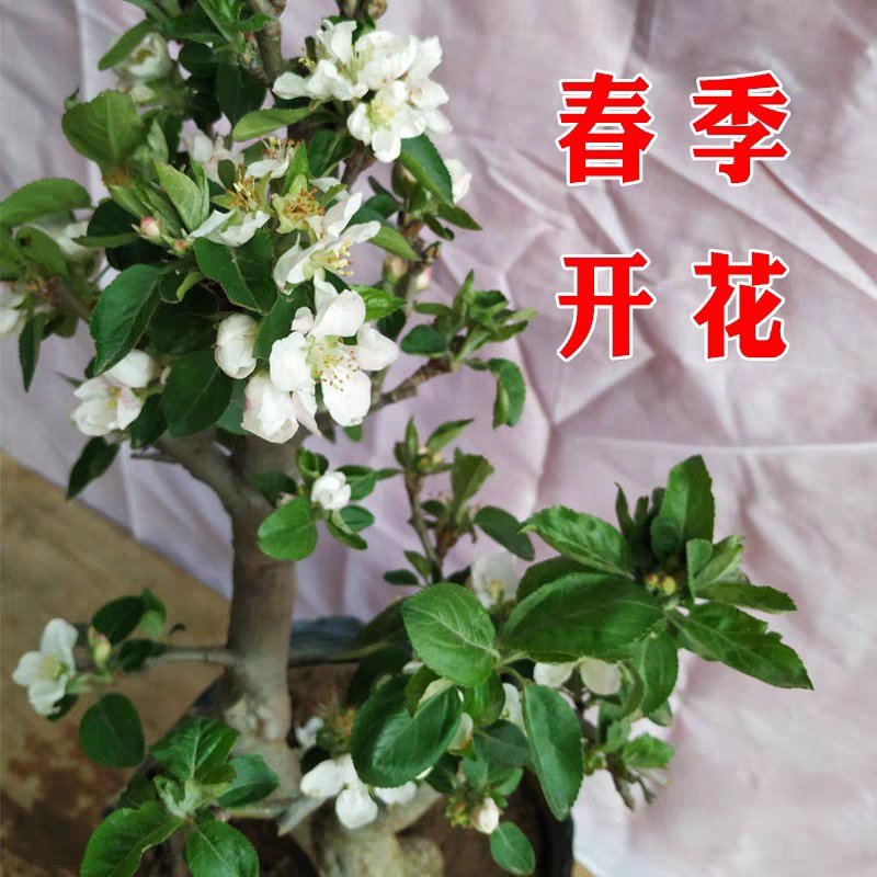 矮化盆栽苹果当年结果矮化盆栽结果苗
