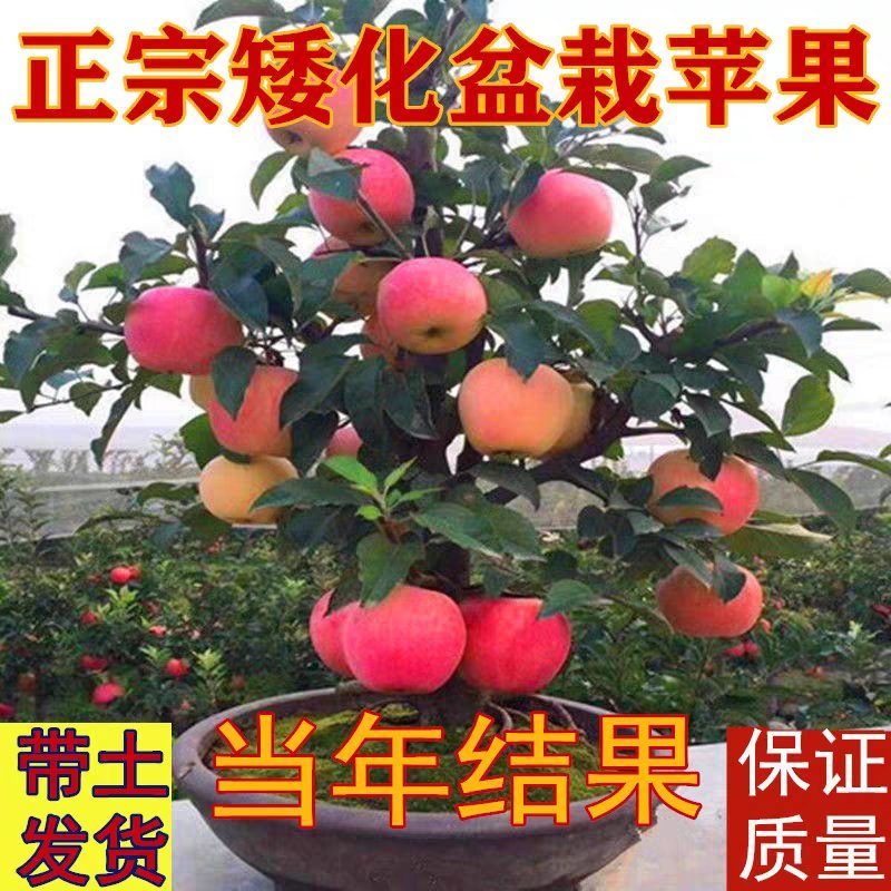 矮化盆栽苹果当年结果矮化盆栽结果苗