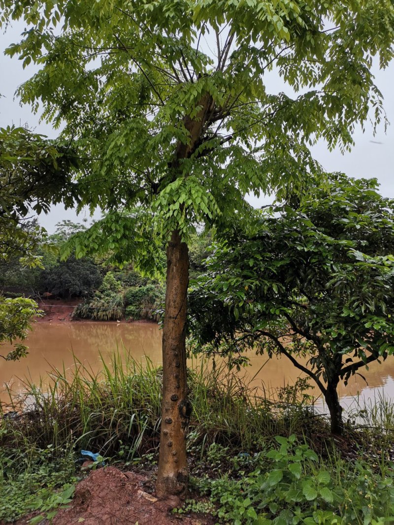 正宗海南黄花梨黄花梨大树