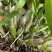 霍山石斛优质霍山米斛《霍山原产地》种植园加工直销欢迎采购