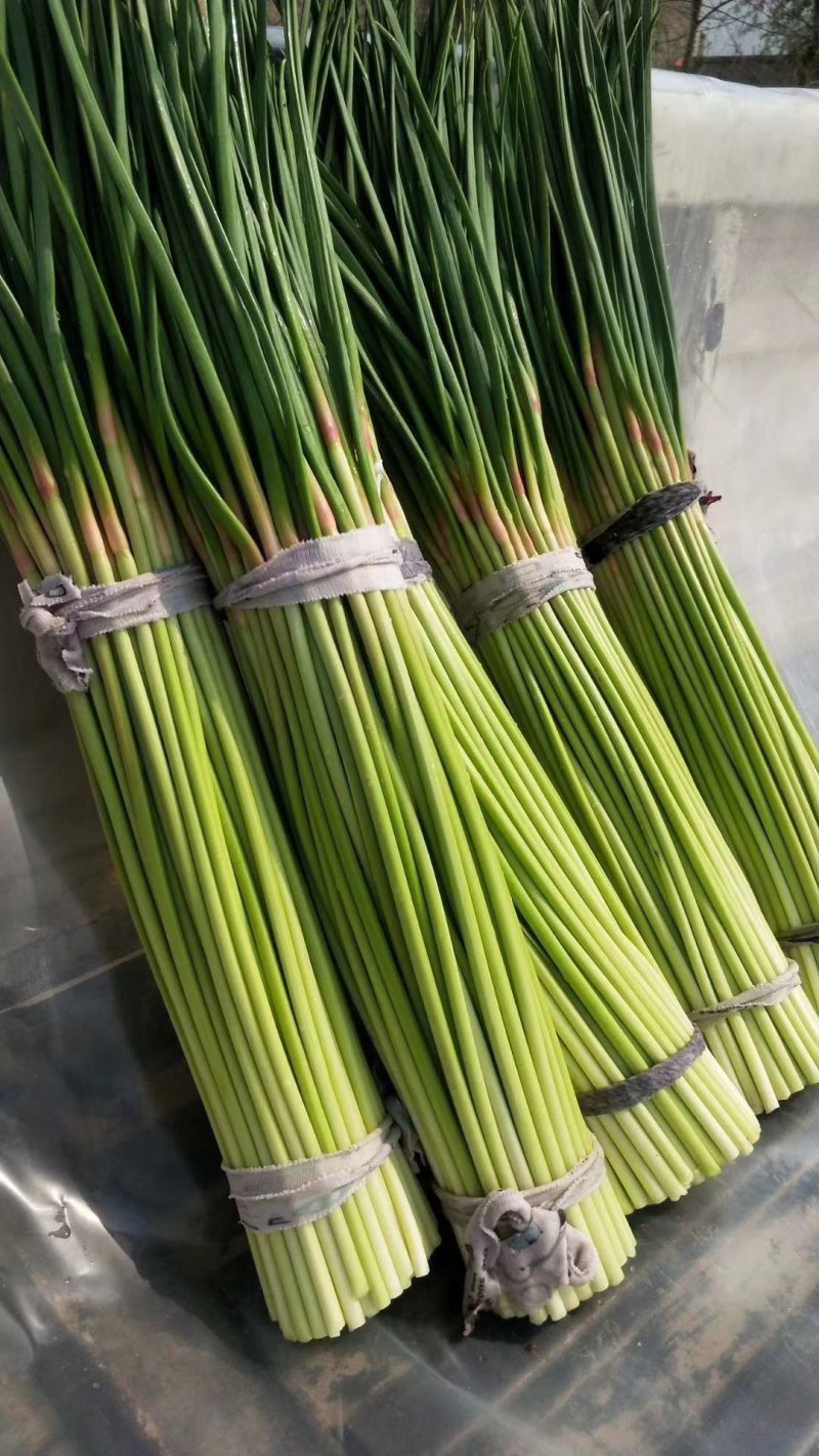 蒜薹杞县红帽蒜薹大量上市对接商超市场批发社区团购等