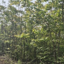 核桃苗，直生核桃树苗可以土球包装上车，嫁接核桃树苗，