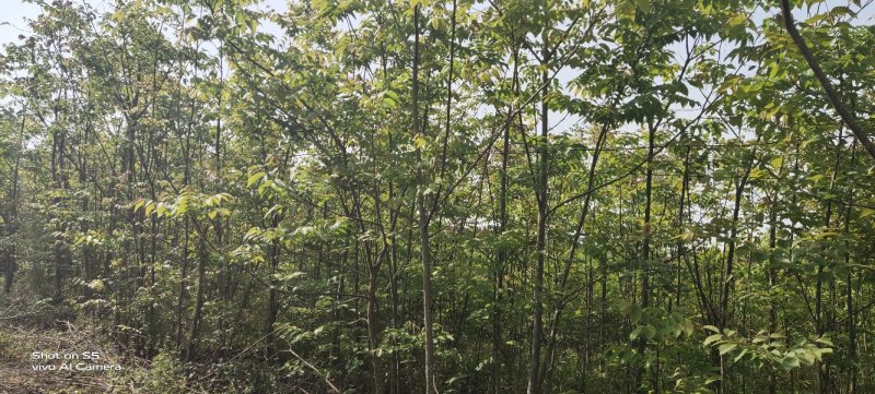 核桃苗，直生核桃树苗可以土球包装上车，嫁接核桃树苗，