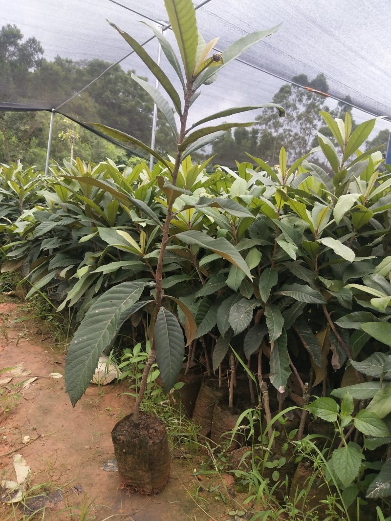 大五星枇杷苗基地发货当年种植当年挂果60~80公分高