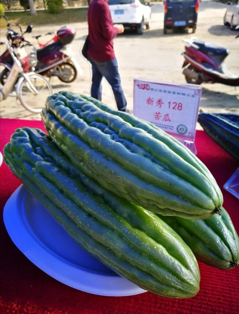 瓜油亮皮色油绿早熟瓜多强丰苦瓜种子泰国引进