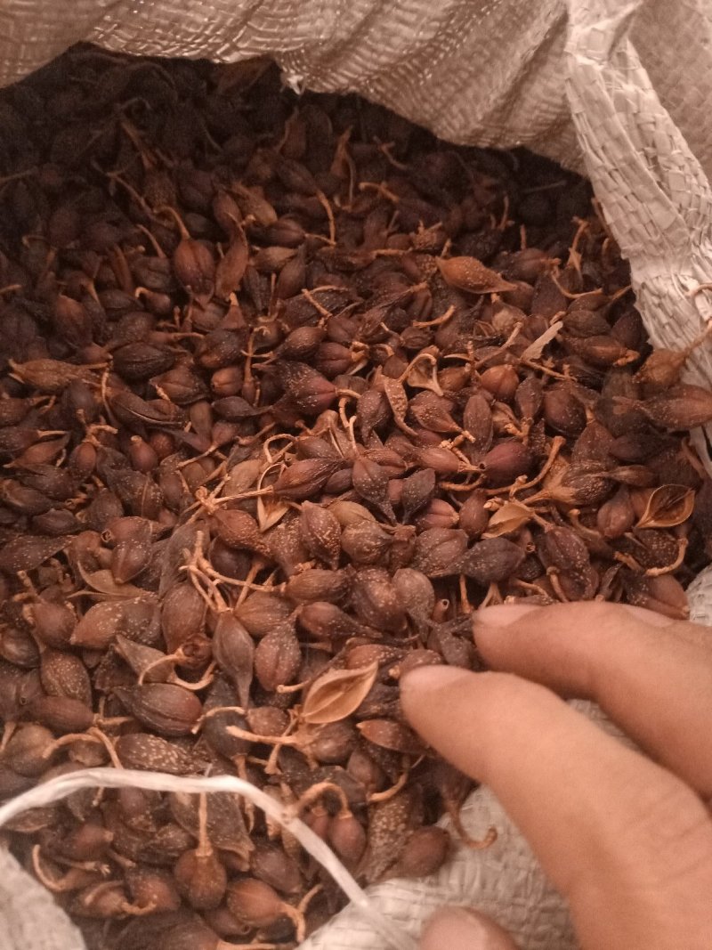 连翘青翘各种规格过筛无杂质大货批发