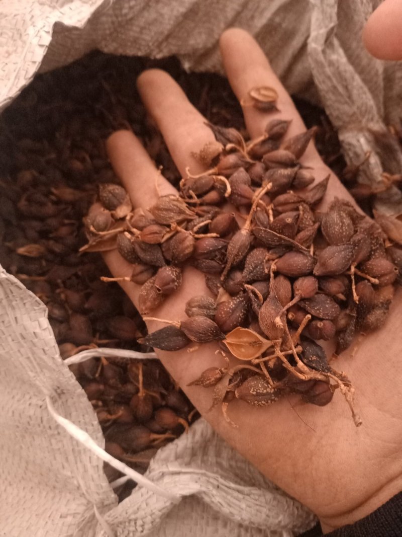 连翘青翘各种规格过筛无杂质大货批发