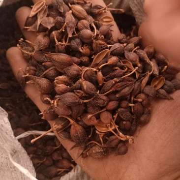 连翘青翘各种规格过筛无杂质大货批发