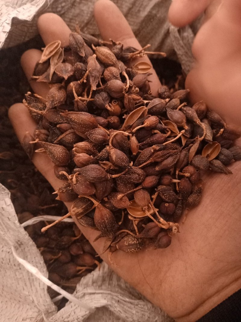 连翘青翘各种规格过筛无杂质大货批发