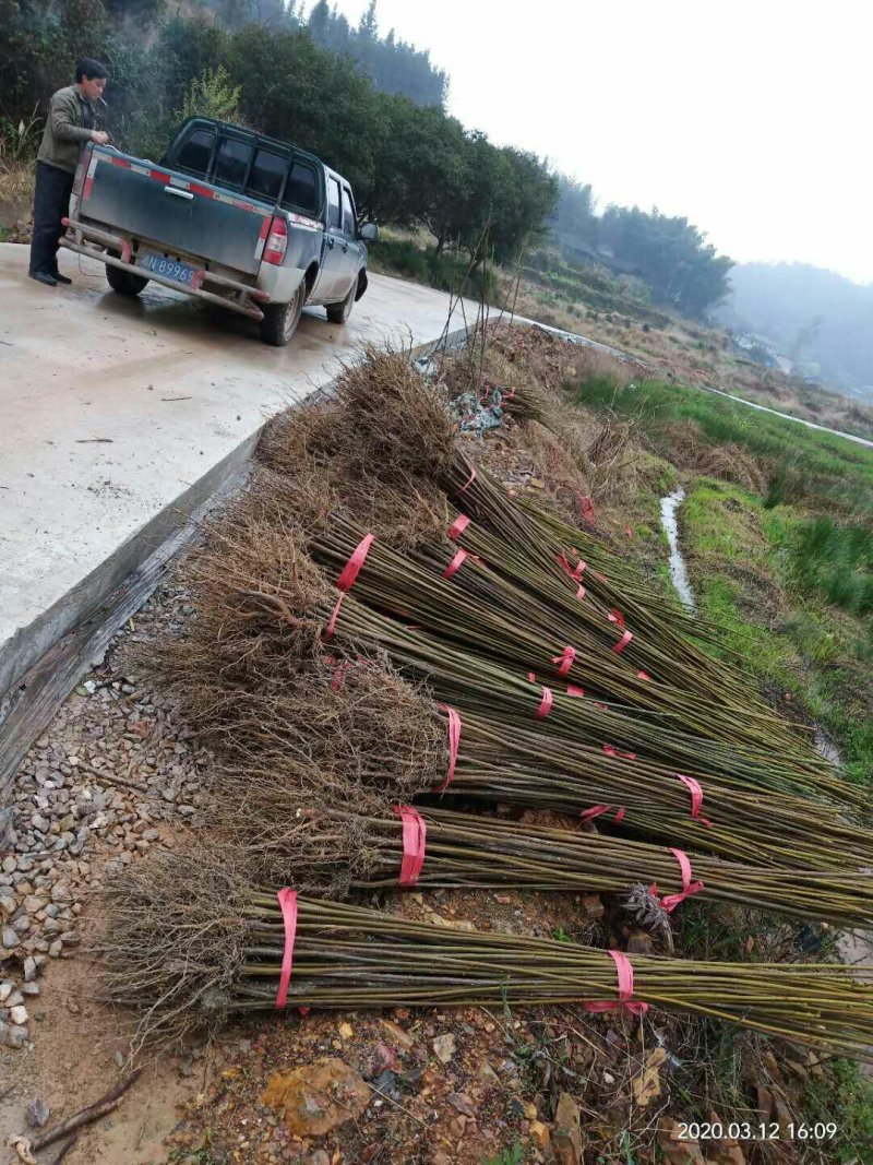 油桐苗又名桐油子，成活率特高，投资小，回报大，需要的赶紧