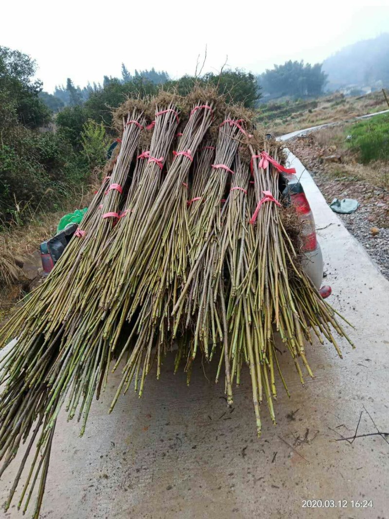 油桐苗又名桐油子，成活率特高，投资小，回报大，需要的赶紧