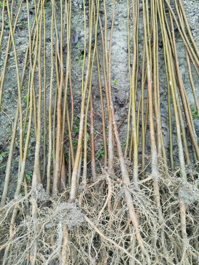 油桐苗又名桐油子，成活率特高，投资小，回报大，需要的赶紧