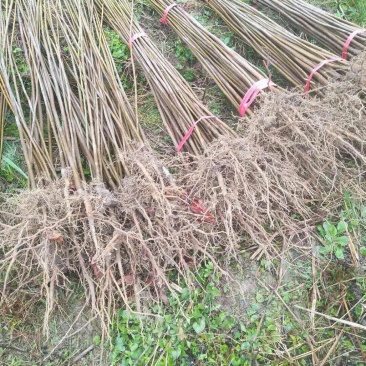 油桐苗又名桐油子，成活率特高，投资小，回报大，需要的赶紧