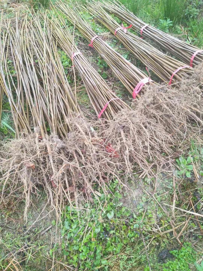 油桐苗又名桐油子，成活率特高，投资小，回报大，需要的赶紧