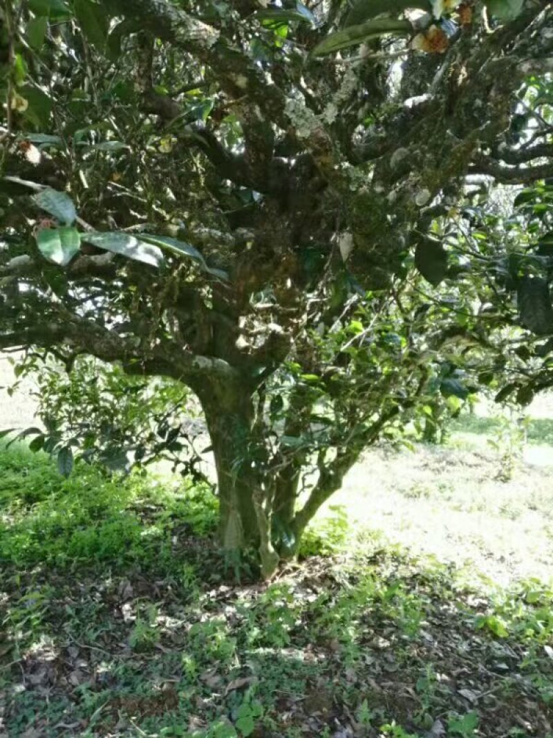 云南省临沧市永德县小勐统梅子箐古树茶
